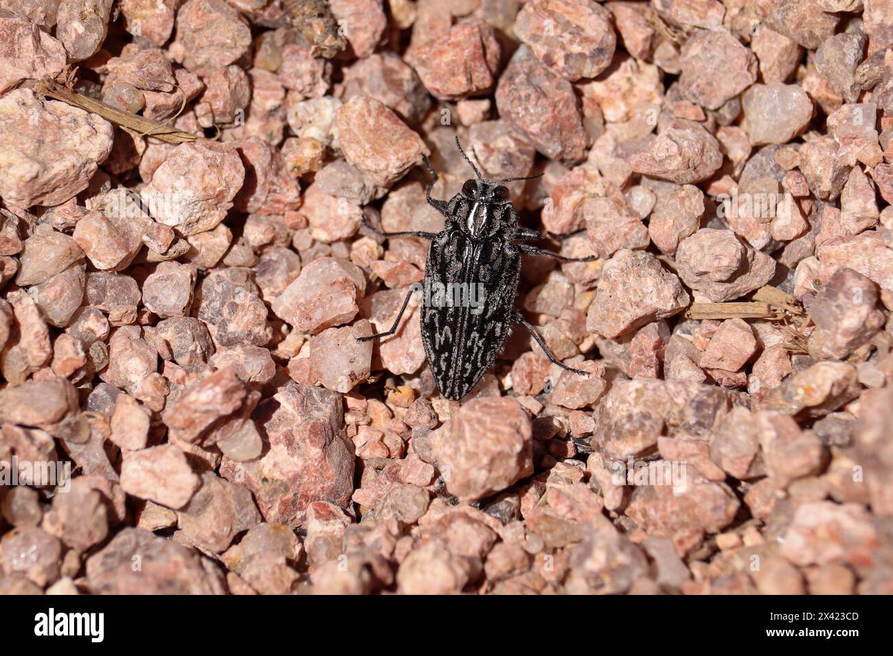 Ein langweiliger Metallkäfer oder Chrysoborthris, der durch die Felsen am Cypress Trail in Payson, Arizona, spaziert. Stockfoto