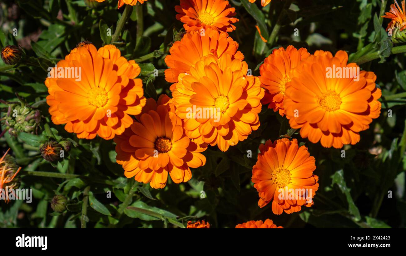 Calendula officinalis, auch bekannt als TopfRingelblume, Ringelblume, Ruddles, Marys Gold oder Scotch Ringelblume Stockfoto