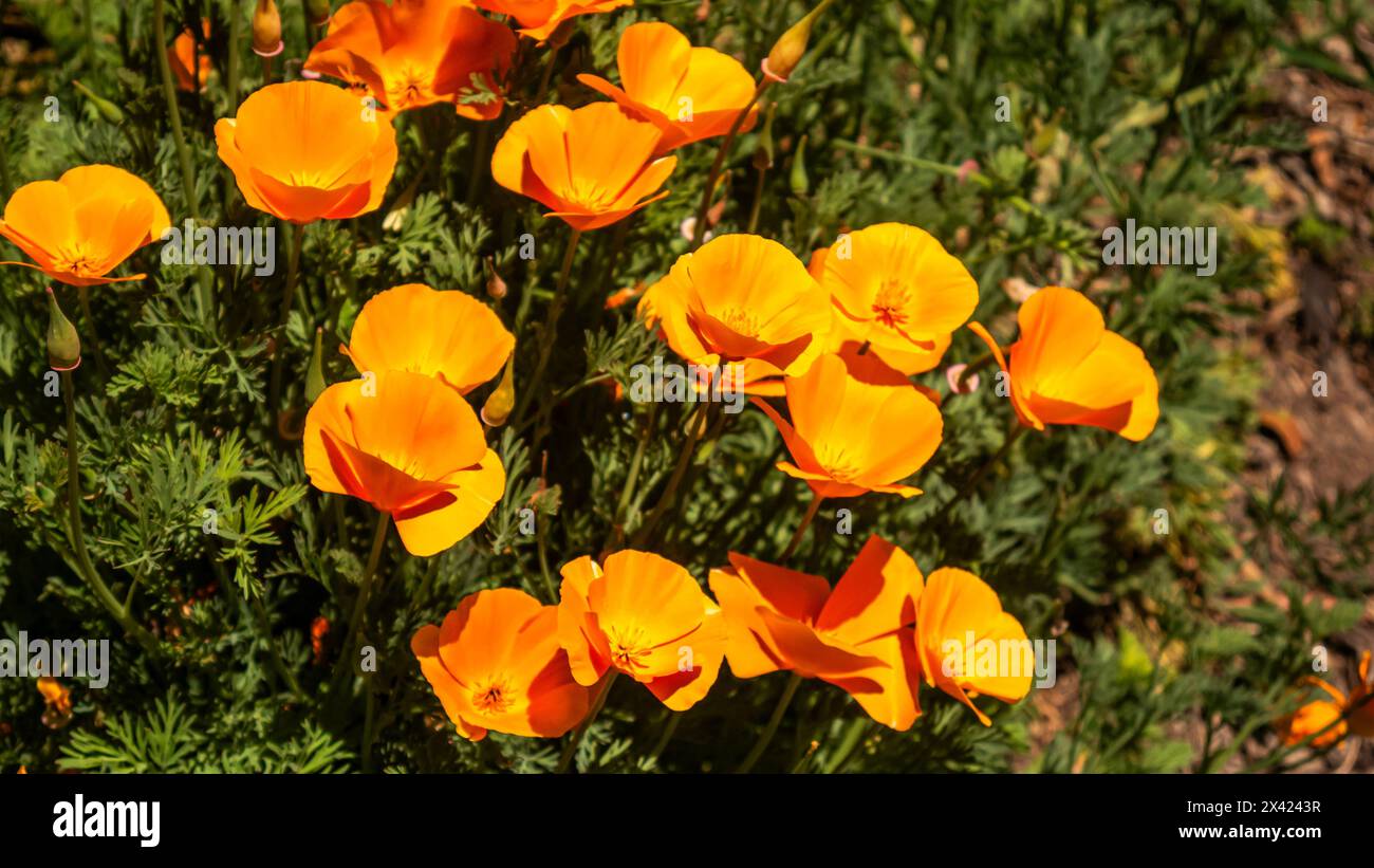 Kalifornische Mohnblumen, Eschscholzia californica, auch bekannt als Goldmohn, kalifornisches Sonnenlicht oder Becher Gold Stockfoto