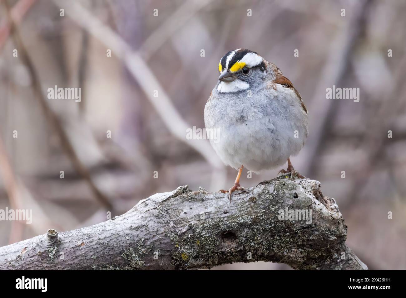 Weißkehlsperling (Zonotrichia albicollis) im Frühjahr Stockfoto