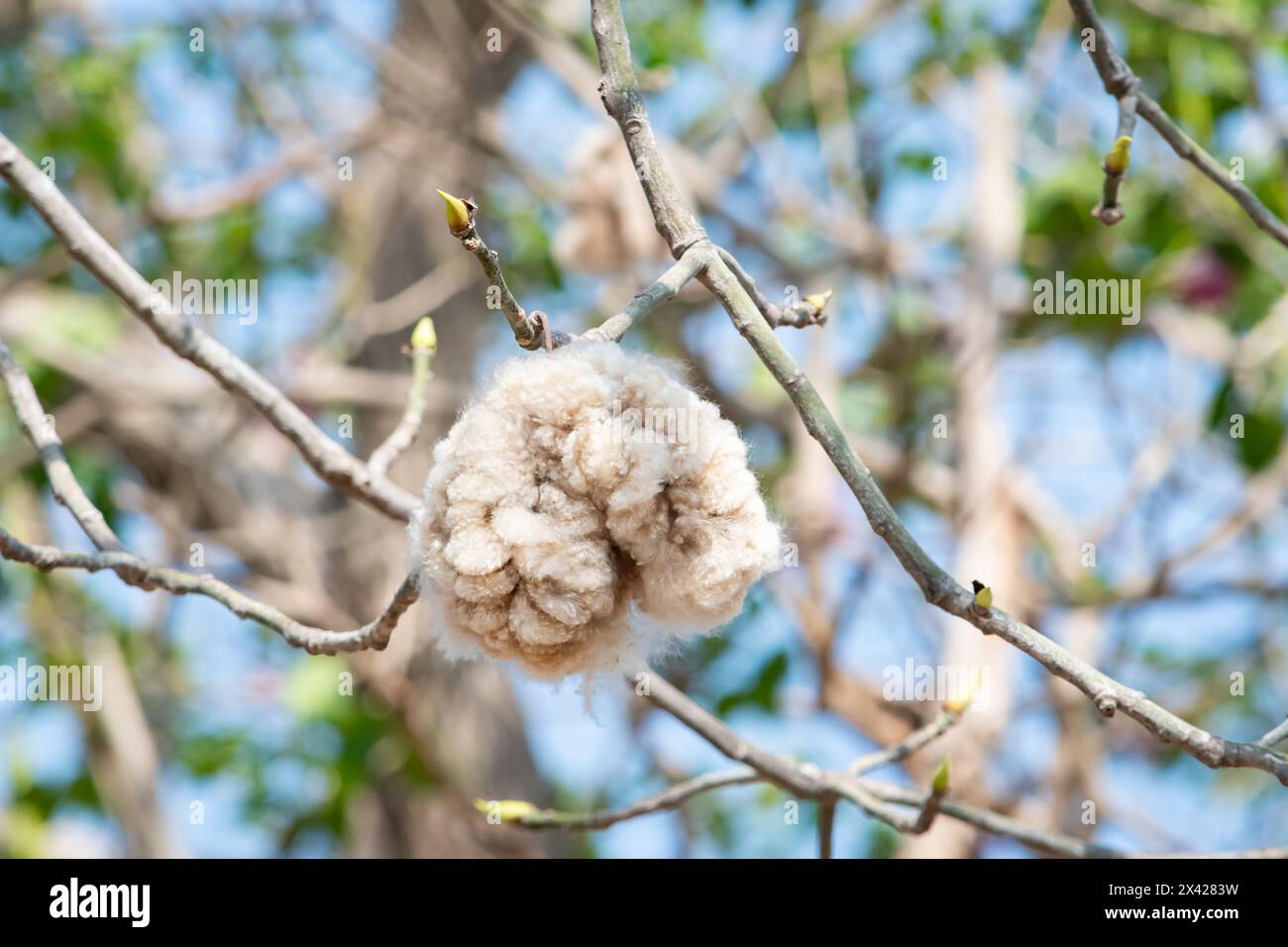 Kapok, Samen des ceiba pentandra-Baumes, die in eine Art saugfähige Baumwolle gewickelt sind. Stockfoto