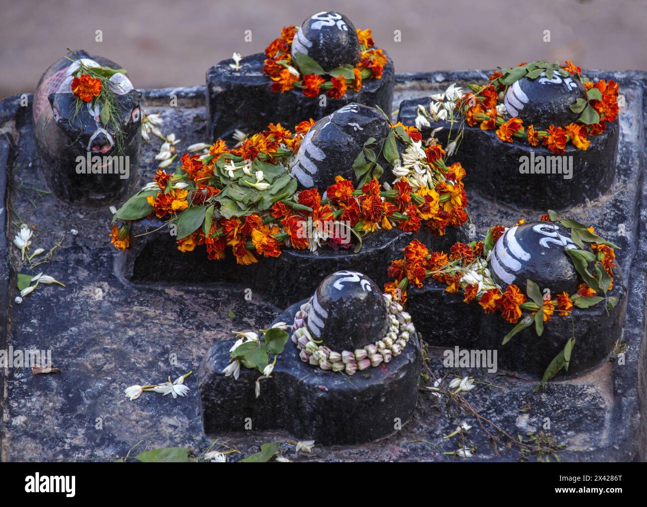 Eine Gruppe von fünf schwarzen Steinlingams und einem schwarzen Steinbullen auf einer Basis aus schwarzem Stein mit Blumengirlanden in Varanasi, Indien. Stockfoto