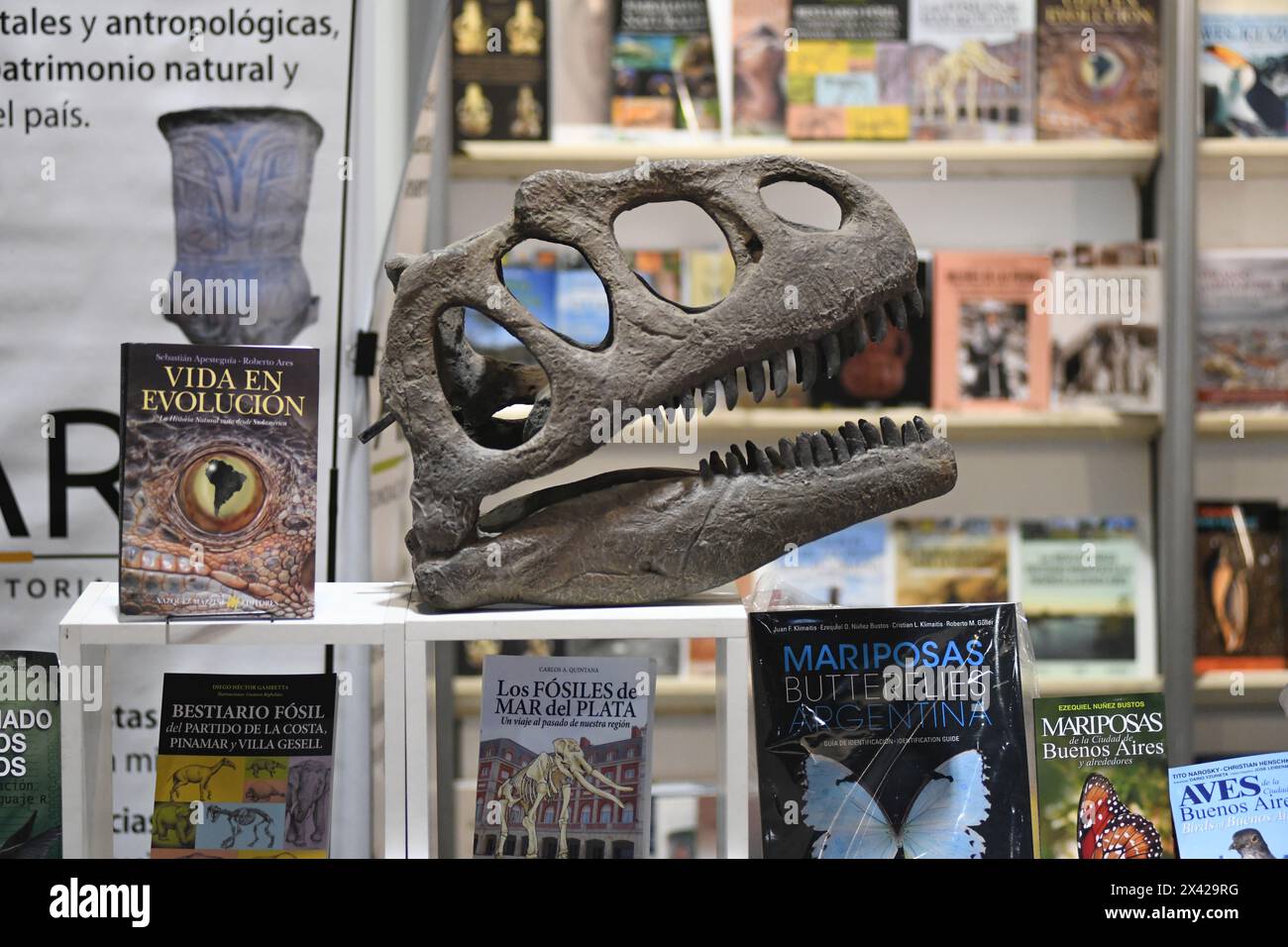 Archäologiebücher stehen mit einem Dinosaurierschädel. 48° Feria Internacional del Libro de Buenos Aires (48° Internationale Buchmesse von Buenos Aires). La Rural, Predio Ferial de Palermo. Argentinien Stockfoto