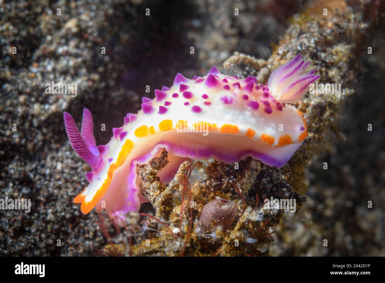 Sea Slug oder Nacktschnecken, Glossodoris multituberculata, Lembeh Strait, Nord Sulawesi, Indonesien Stockfoto