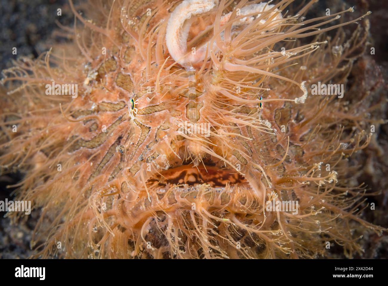 Haarige oder gestreifte Anglerfische, Antennarius striatus, Lembeh Strait, Nord-Sulawesi, Indonesien Stockfoto