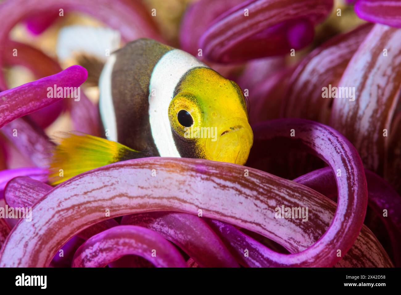 Jungfische, Amphiprion polymnus, Lembeh Strait, Nord-Sulawesi, Indonesien Stockfoto