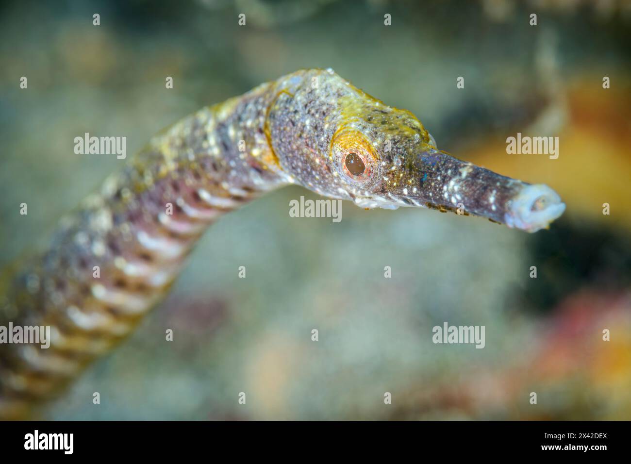 Straightstick- oder Langnassepipfische, Trachyrhamphus longirostris, Lembeh Strait, North Sulawesi, Indonesien Stockfoto