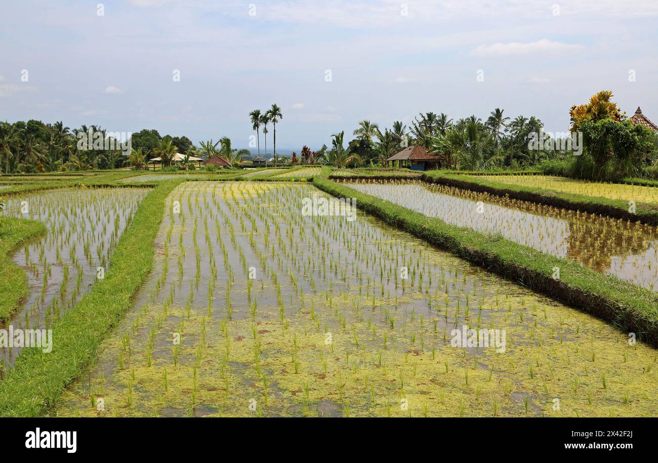 Landschaft in Reisplantagen - Jatiluwih Reisterrassen, Bali, Indonesien Stockfoto