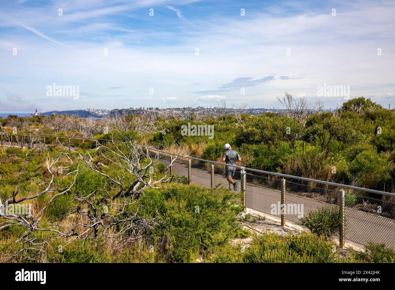 Man trainiert und läuft auf der Fairfax-Strecke, North Head Manly, mit Blick auf die Landzunge und das Grün, Sydney, NSW, Australien Stockfoto