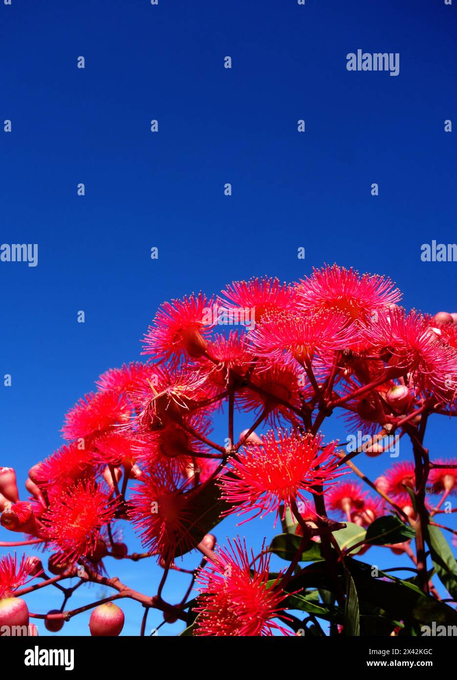 Rot blühender Kaugummi (Corymbia ficifolia) vor blauem Himmel, Western Australia Stockfoto