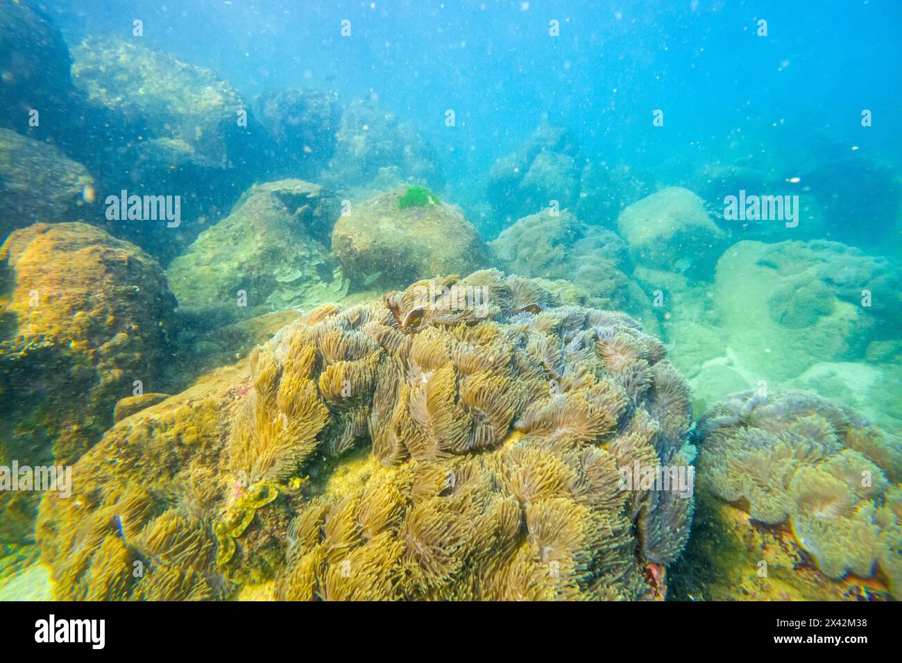 Seeanemone Tentakeln Koloniensiedlungen in ihrem natürlichen Lebensraum warme tropische Gewässer auf Felsen Korallen Riff. Stockfoto