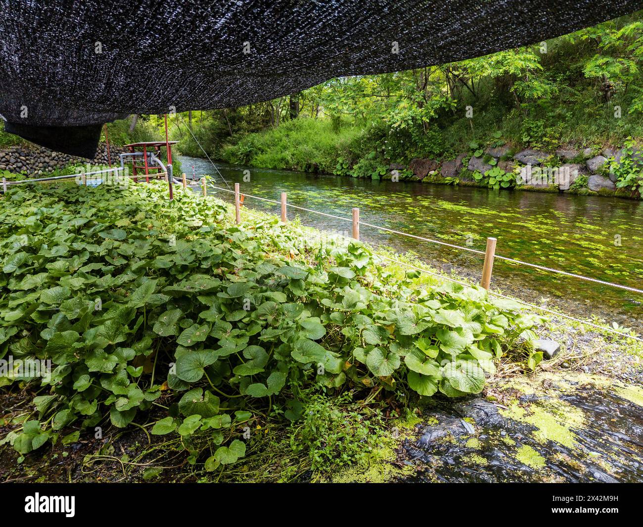 Wasabi-Pflanzen wachsen unterdeckt neben einem klaren, kalten Strom in Nagano, Japan Stockfoto