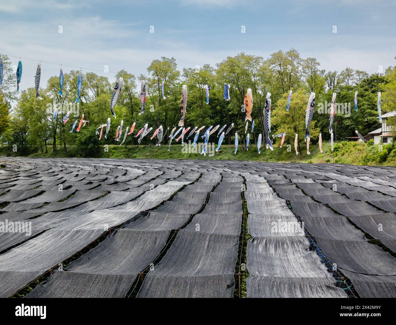 Reihen von Wasabi-Pflanzen wachsen in einem fließenden Bach auf einer Wasabi-Farm in der Stadt A, Präfektur Nagano. Stockfoto