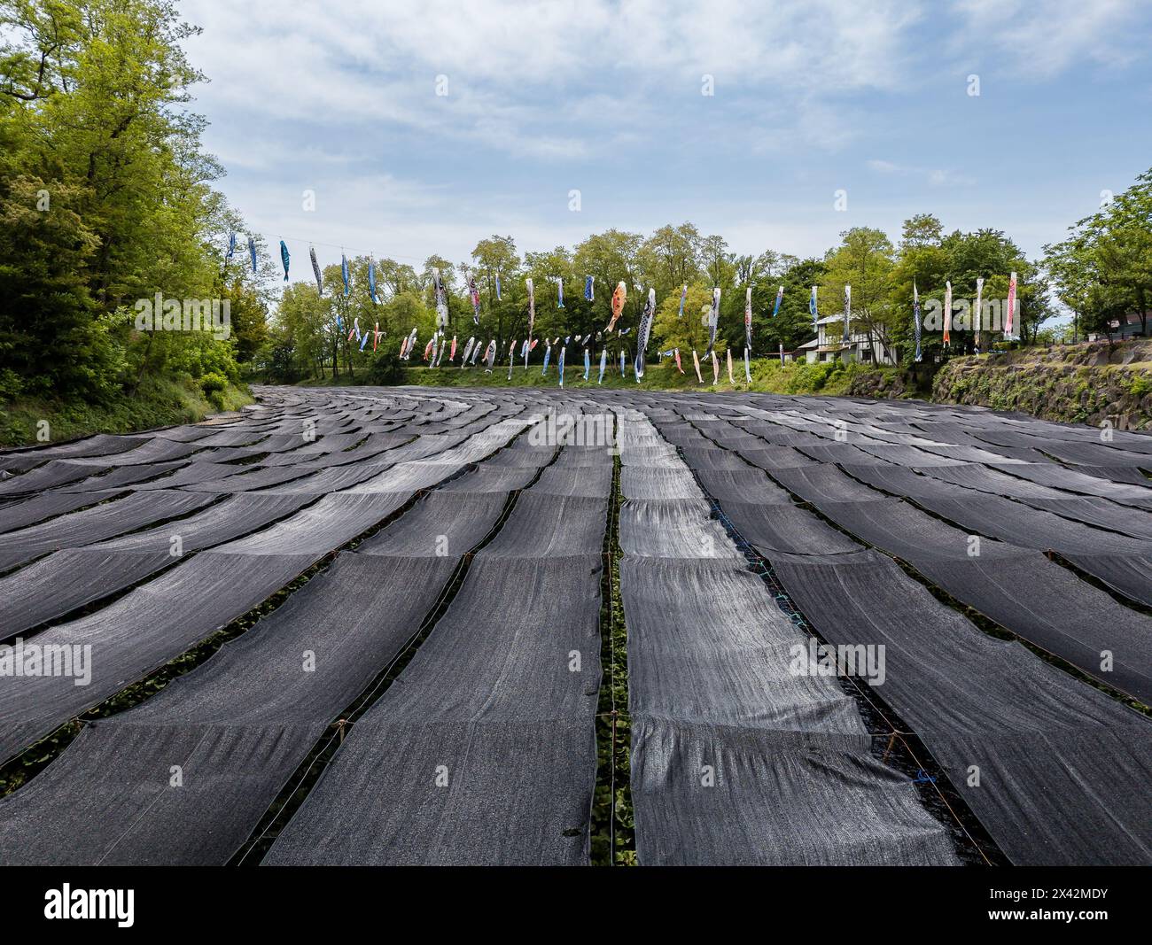 Reihen von Wasabi-Pflanzen wachsen in einem fließenden Bach auf einer Wasabi-Farm in der Stadt A, Präfektur Nagano. Stockfoto