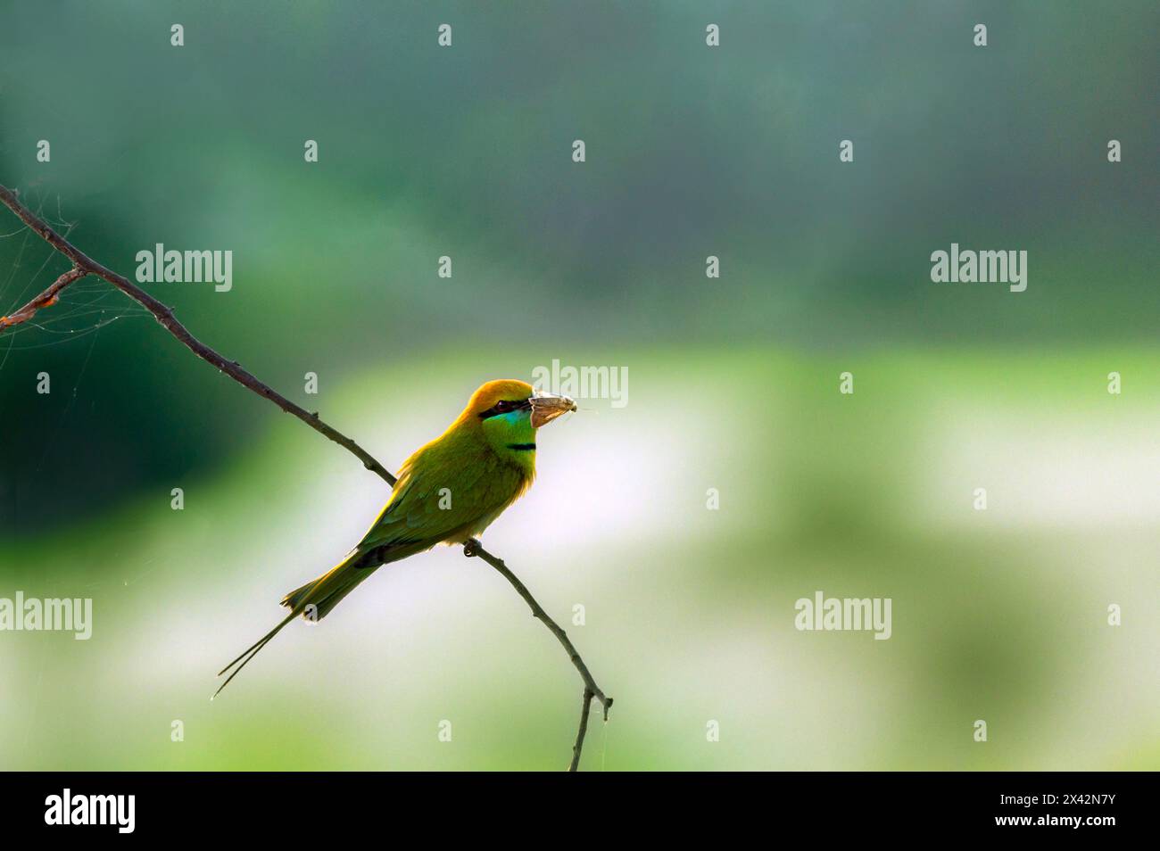 Der asiatische grüne Bienenfresser, auch bekannt als kleiner grüner Bienenfresser und grüner Bienenfresser in Sri Lanka, ist ein fast paargenauer Vogel aus der Familie der Bienenfresser Stockfoto