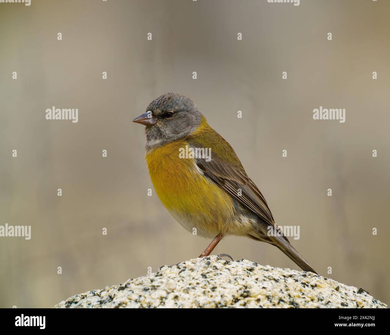 Sierra Finch mit grauer Kapuze, Phrygilus Gayi. Auf einem Felsen stehen. Atacamawüste, Antofagasta, Chile Stockfoto