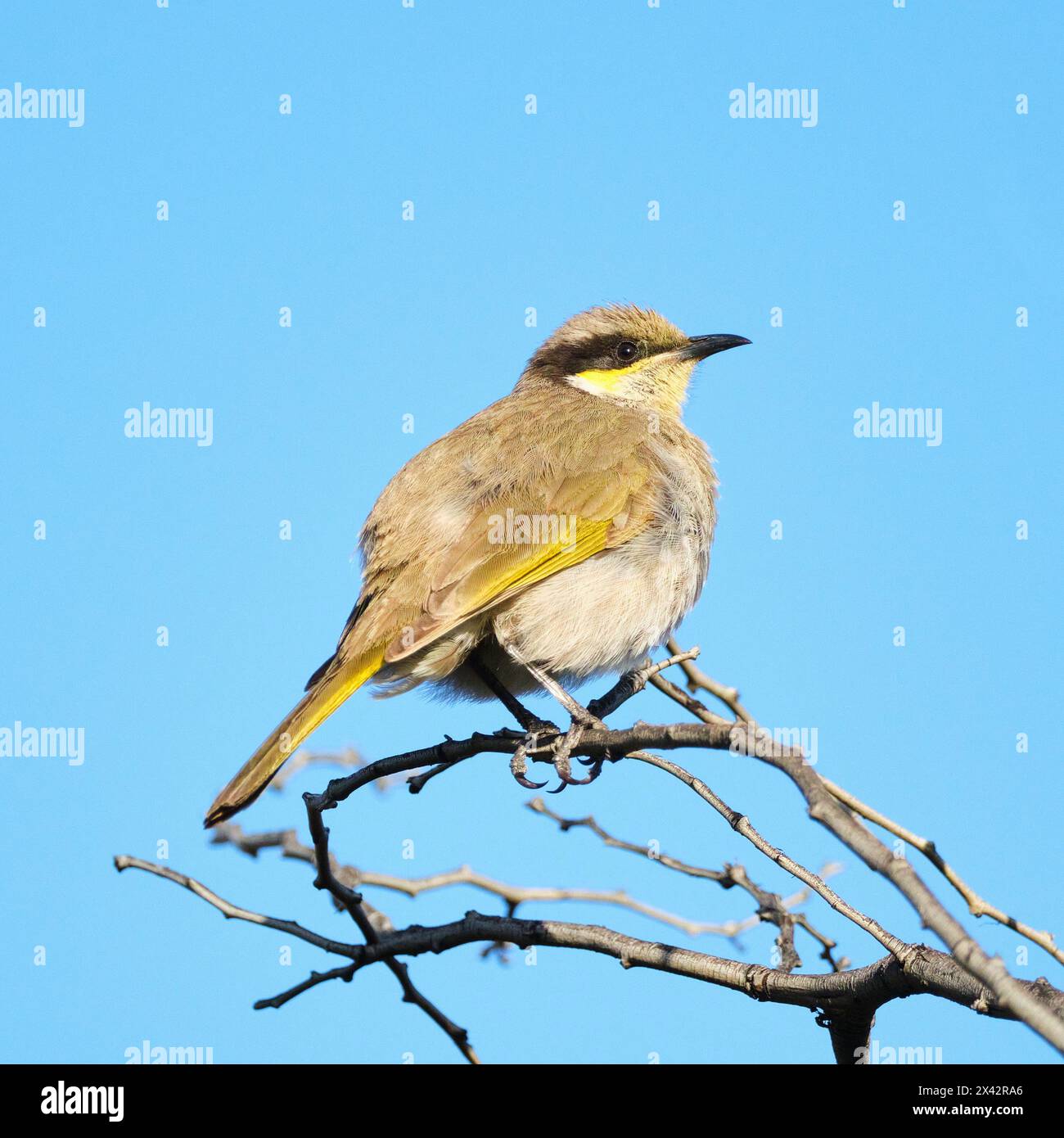 Ein singender Honeyeater, Lichenostomus virescens, der am späten Nachmittag auf einem Zweig im Yanneymooning Nature Reserve in Western Australia thront. Stockfoto