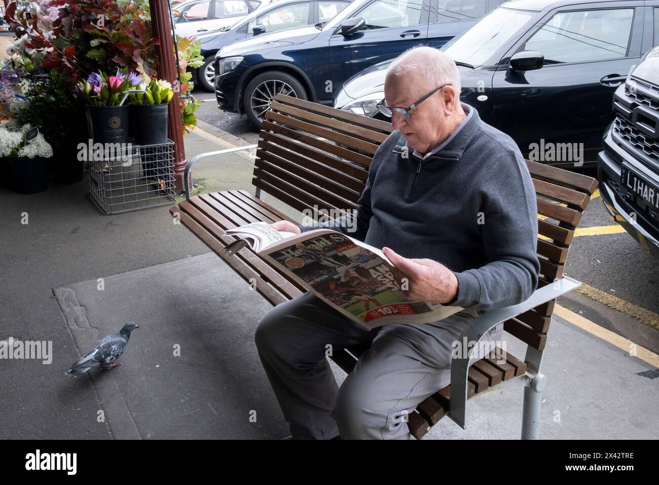 Ein älterer Mann, der eine Zeitung liest, wird von einer Taube studiert, während er auf dem South Melbourne Market wartet. South Melbourne, Victoria, Australien. Stockfoto