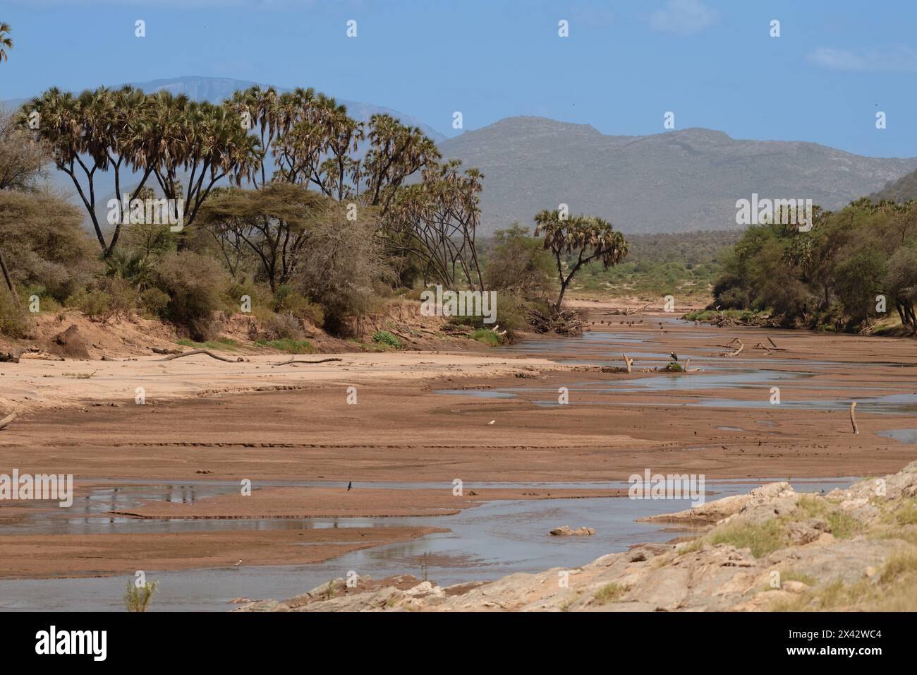 Buffalo Spring Reserve Landschaft, Samburu National Reserve, Kenia, Afrika Stockfoto