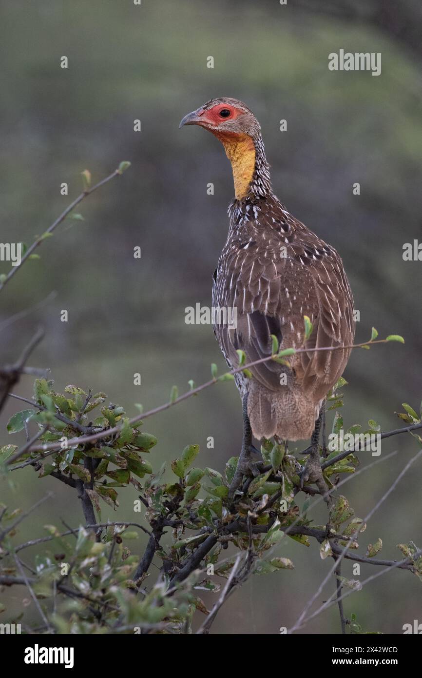 Gelbhals-Spurvögel, Pternistis leucoscepus, Phasianidae, Buffalo Spring Reserve, Samburu National Reserve, Kenia, Afrika Stockfoto