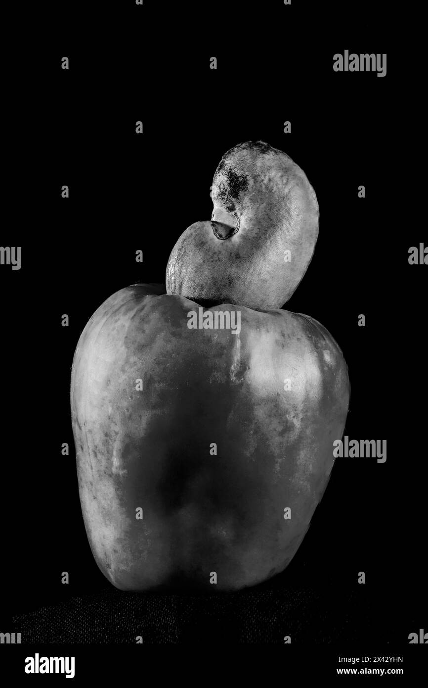05 15 2010 Schwarz-weiß-Foto des ESSENS Cashewnuss reife Frucht auf schwarzem Hintergrund Lokgram Kalyan Maharashtra Indien Asien. Stockfoto