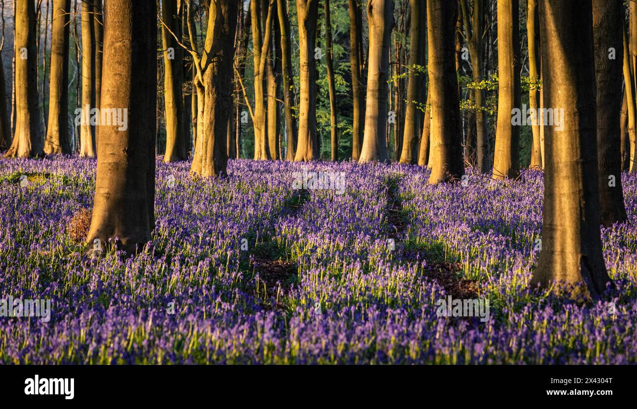 Blauglocken bedecken den Waldboden im Frühling in Kings Wood in den Kent Downs im Südosten Englands Großbritannien Stockfoto