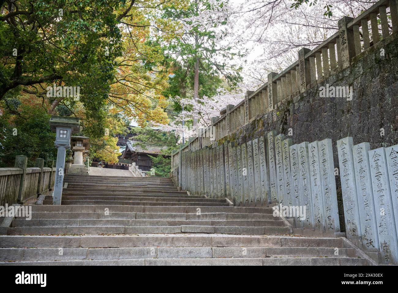 Konpira-Schrein ( alias Konpira-san oder Kotohira-Gu ) Steintreppen. Die Kirschblüten blühen im Frühjahr in voller Blüte. Kotohira, Kagawa, Japan. Stockfoto