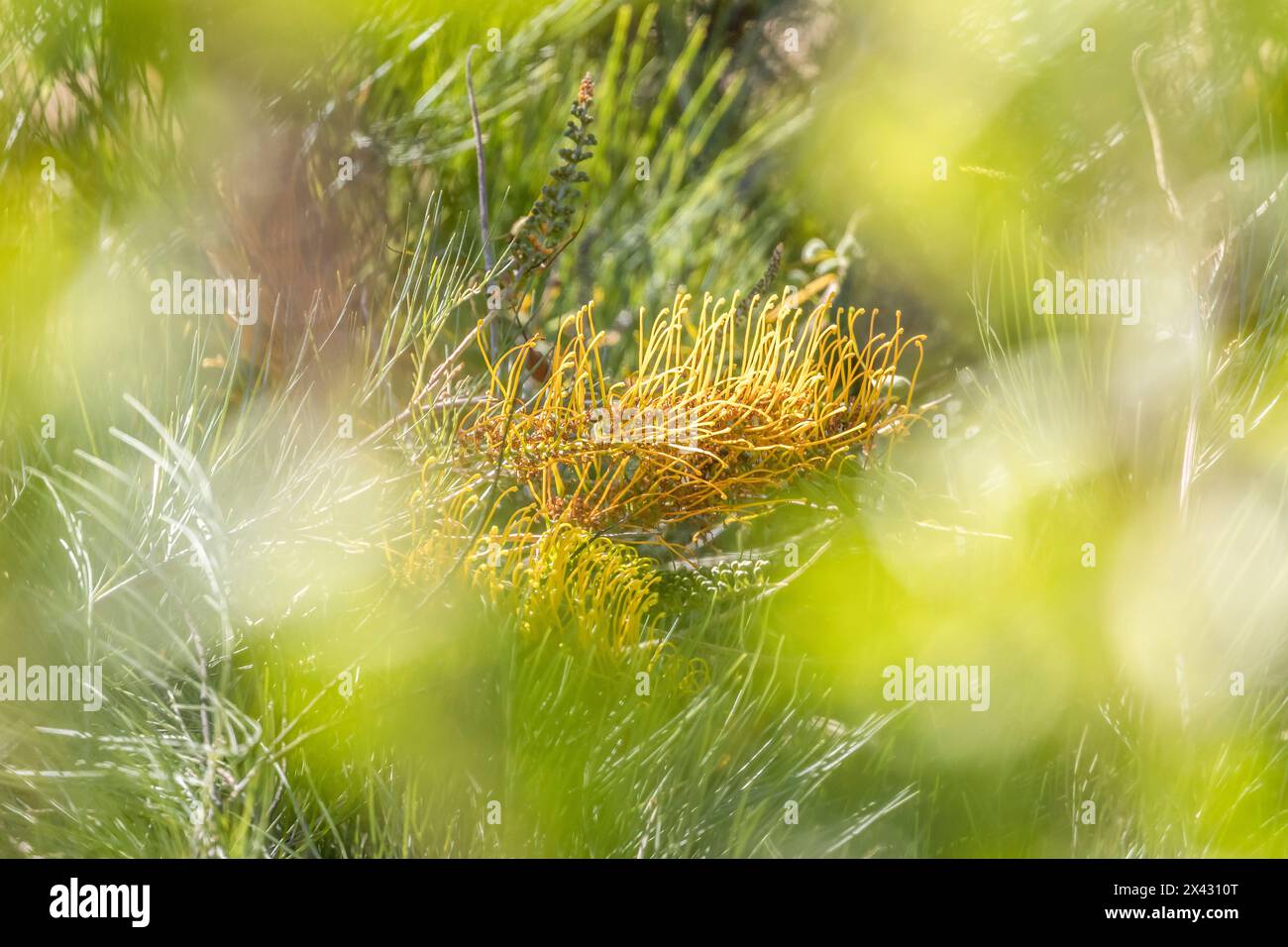 Grevillea 'Golden Lyre Blume mit unscharfen umliegenden Blumen, Perth Hills, Western Australia. Stockfoto