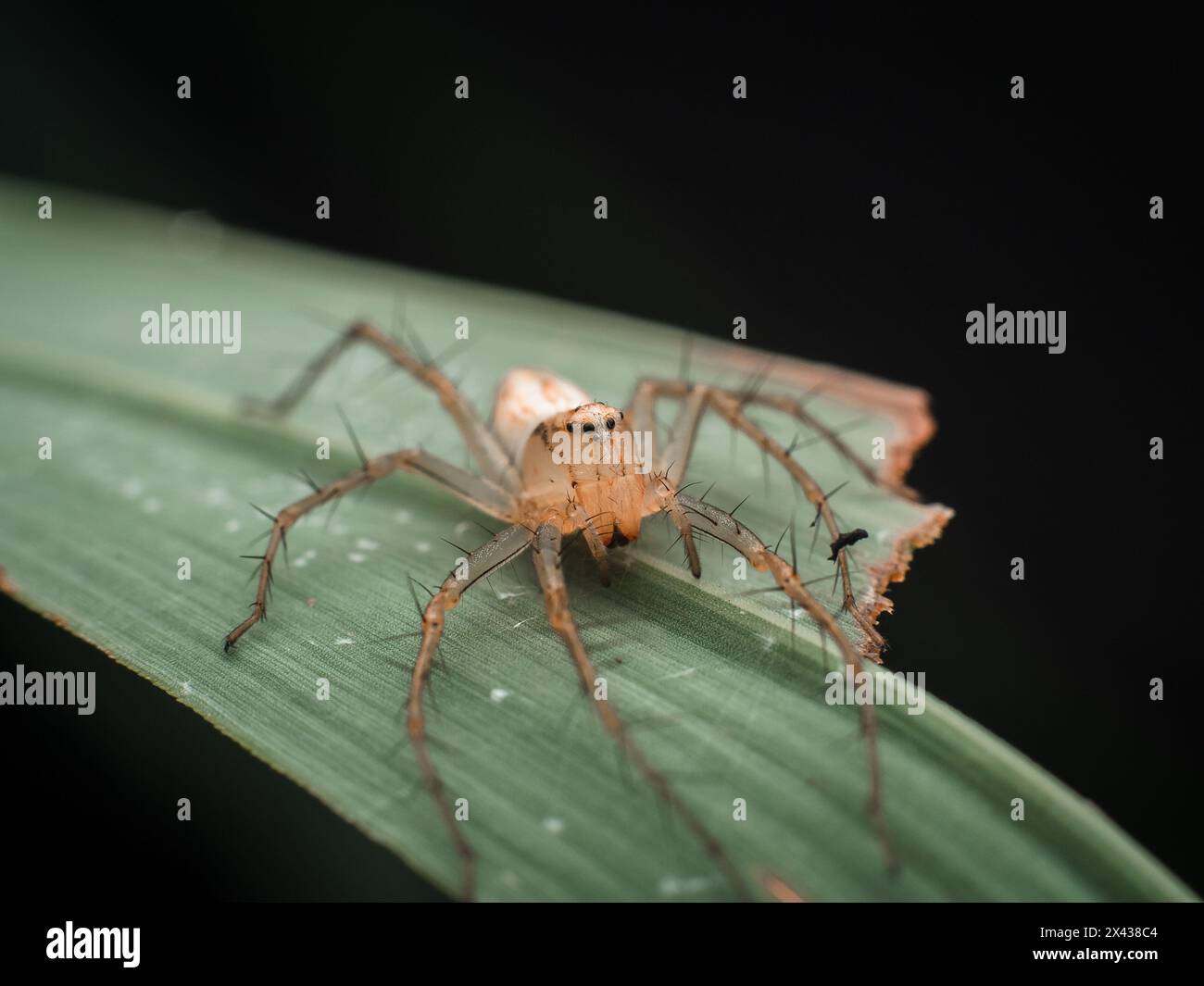 Stripped Lynx Spider auf Lemongrass Blatt Stockfoto