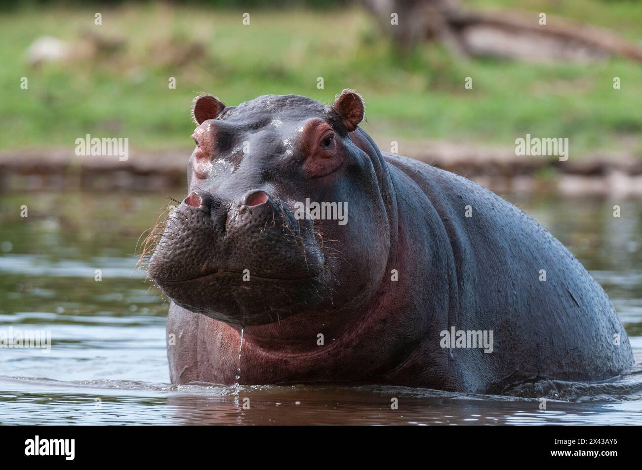 Porträt eines altrigen Hippopotamus, Hippopotamus amphibius, im Wasser. Khwai Konzession Area, Okavango, Botswana. Stockfoto