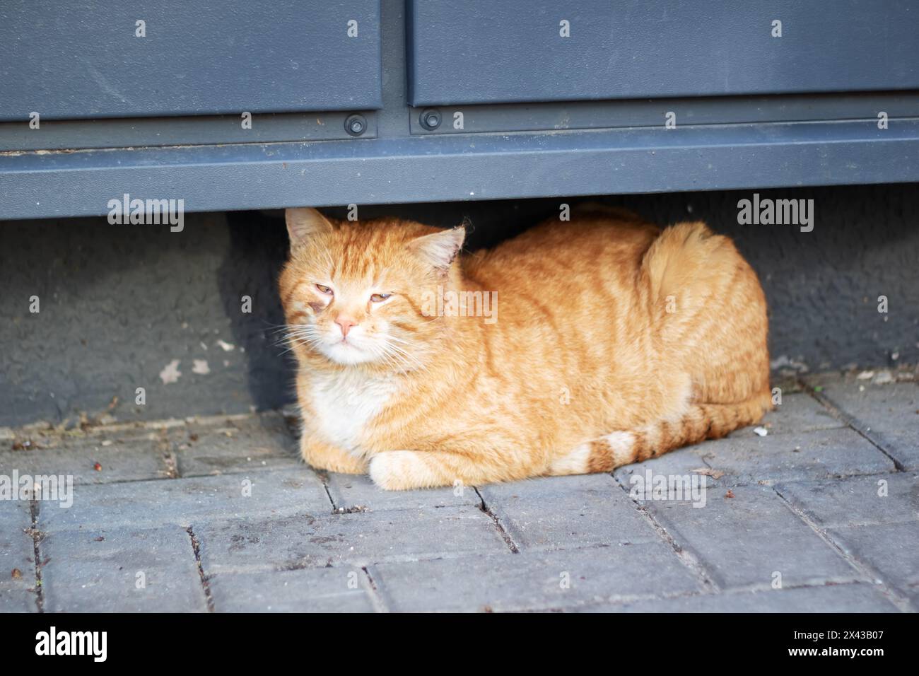 Eine kleine bis mittelgroße Katze liegt auf dem Boden unter einer Tür, Kopf und Bein sind sichtbar. Die hellen Augen der Felidae reflektieren das Licht von der Straße Stockfoto