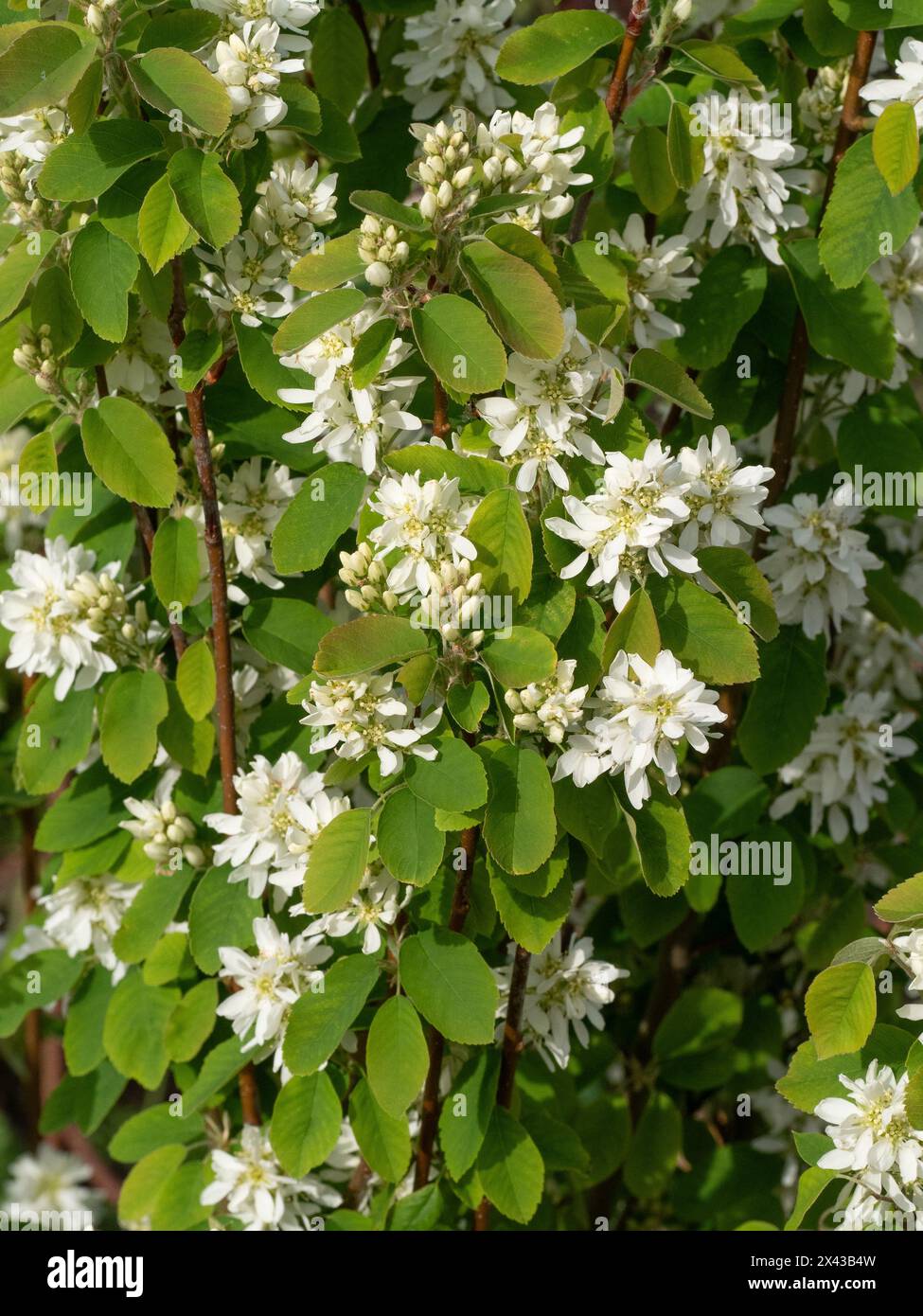 Die weißen Blüten und das hellgrüne Laub der aufrechten Dienstbeere Amelanchier alnifolia 'Obelisk' PBR Stockfoto