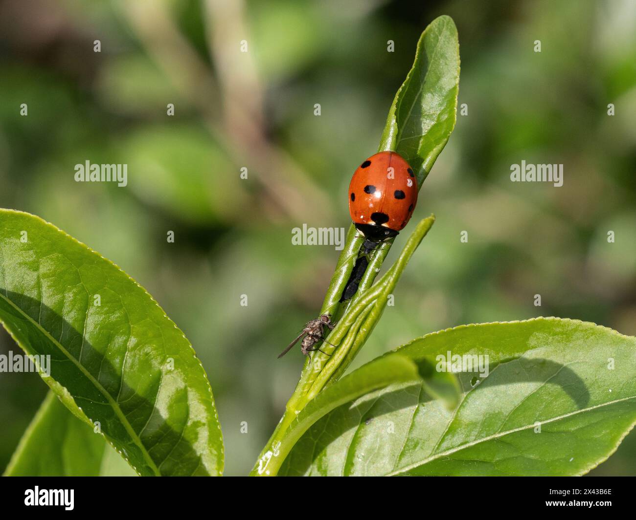 Ein einzelner Marienkäfer ernährt sich von Blattläusen an den jungen Sprossspitzen von Euonymus alatus Stockfoto
