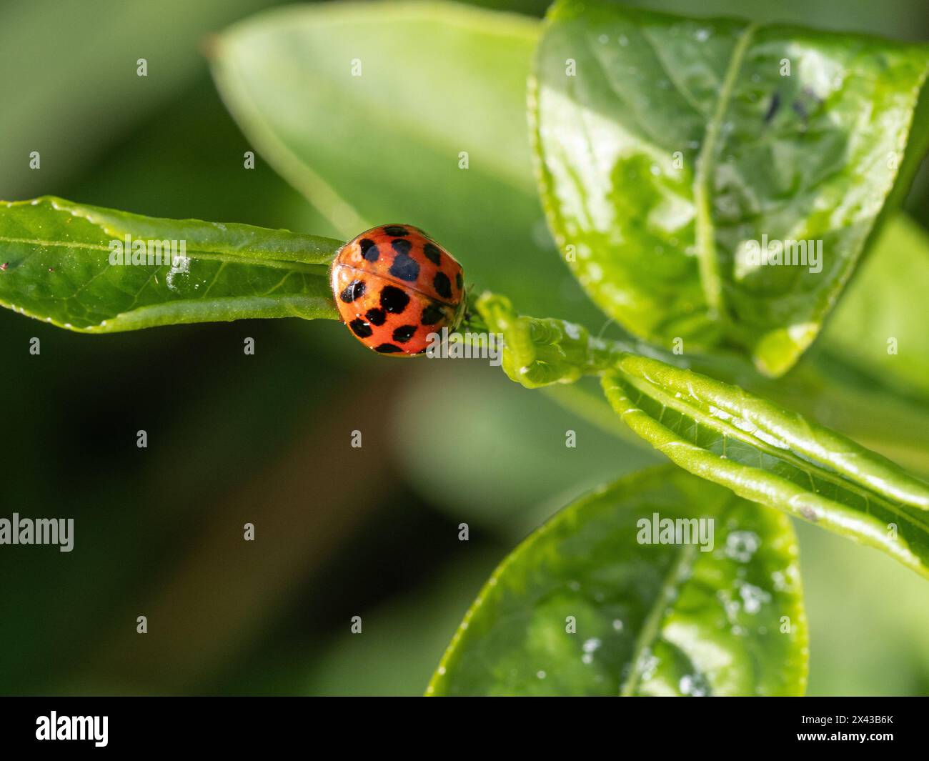 Ein einzelner Marienkäfer ernährt sich von Blattläusen an den jungen Sprossspitzen von Euonymus alatus Stockfoto