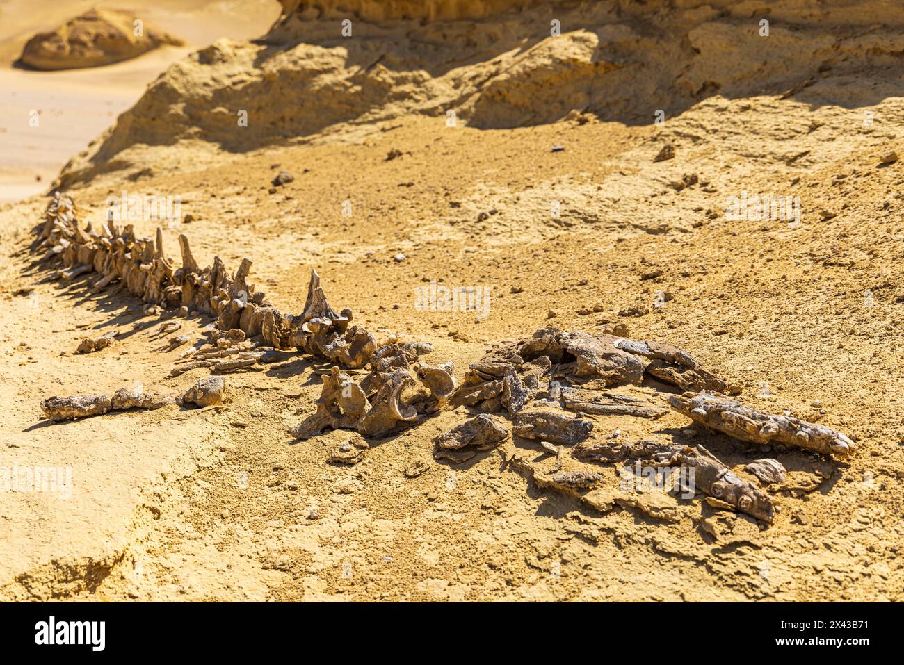 Wadi al Hitan, Faiyum, Ägypten. Walfossil entlang des Interpretationsweges an der paläontologischen Stätte Wadi el-Hitan. Stockfoto