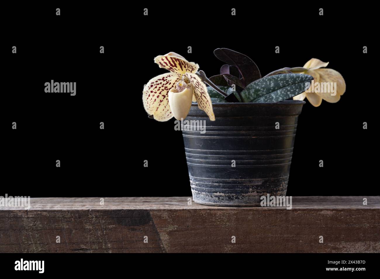 Nahaufnahme der Orchideenart paphiopedilum godefroyae leucochilum mit cremeweißer und lila roter Blume isoliert auf schwarzem Hintergrund Stockfoto