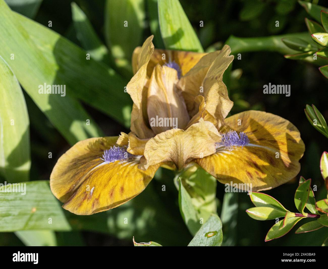 Nahaufnahme einer einzigen Blume des Zwergs Iris „Prinz“ Stockfoto
