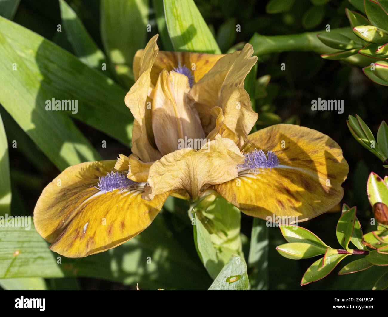 Nahaufnahme einer einzigen Blume des Zwergs Iris „Prinz“ Stockfoto