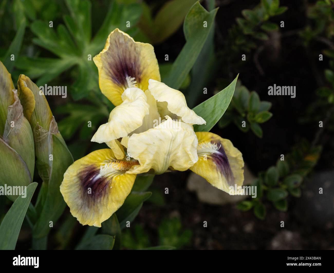 Nahaufnahme einer einzelnen blassgelben Blume des Miniatur-Zwergs Iris „Bright Eyes“ Stockfoto