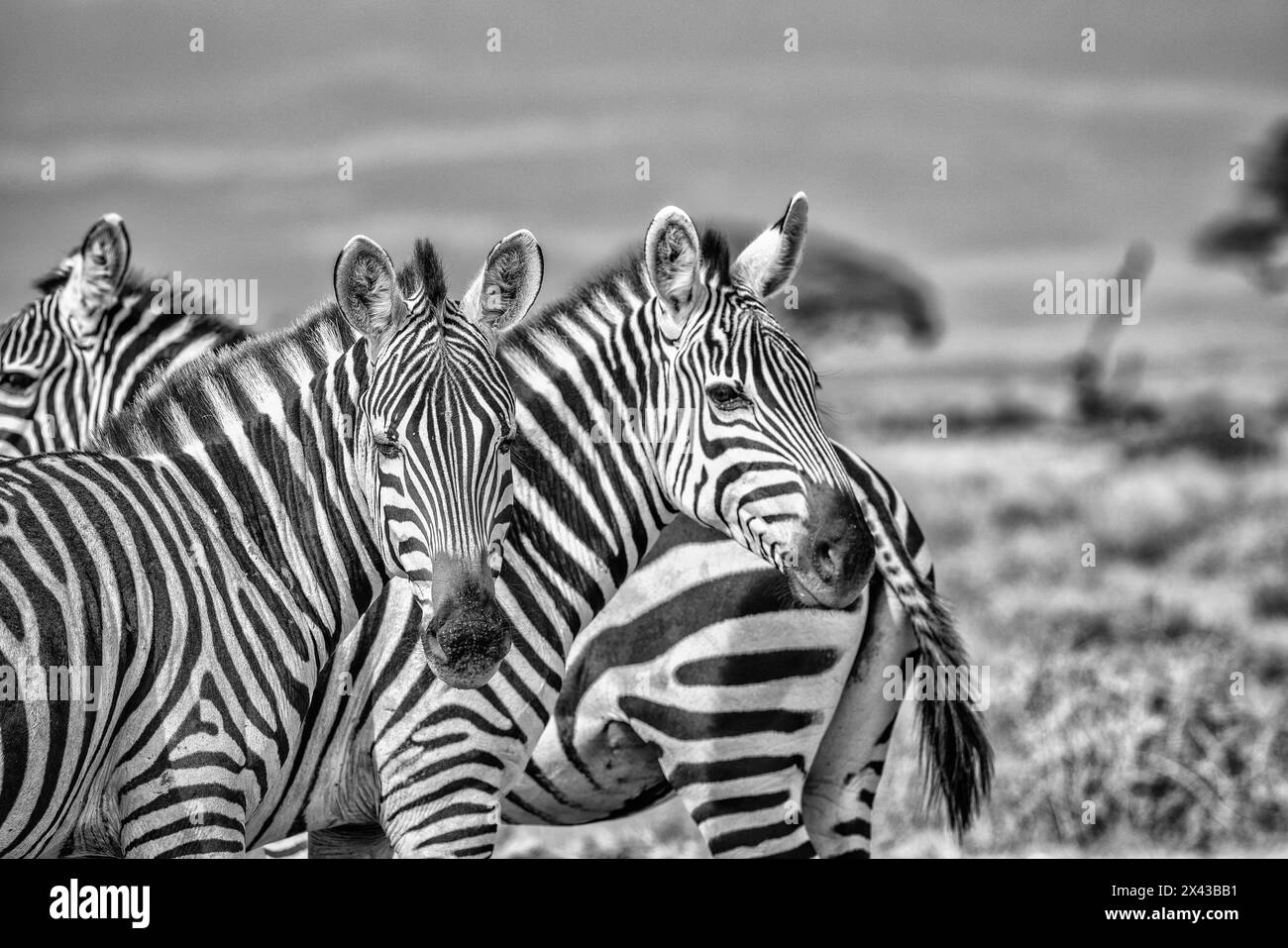 Zebras in Alarmbereitschaft, Amboseli-Nationalpark, Afrika Stockfoto