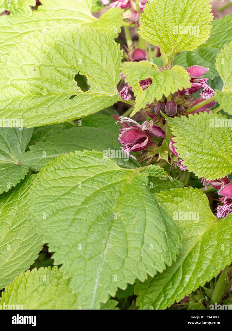 Die grünen gerippten Blätter und rosa Kapuzenblüten der balsamblättrigen toten Brennnessel Lamium ovale Stockfoto