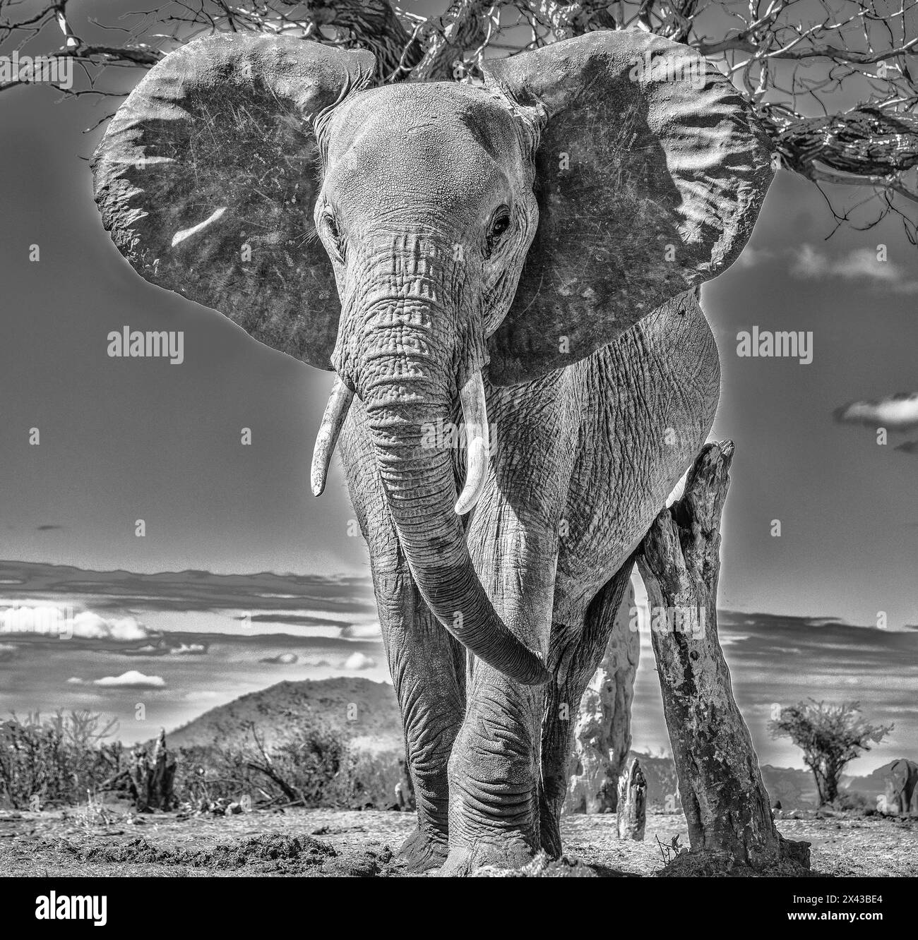 Red Elephant Scratching, Tsavo West National Park, Afrika Stockfoto