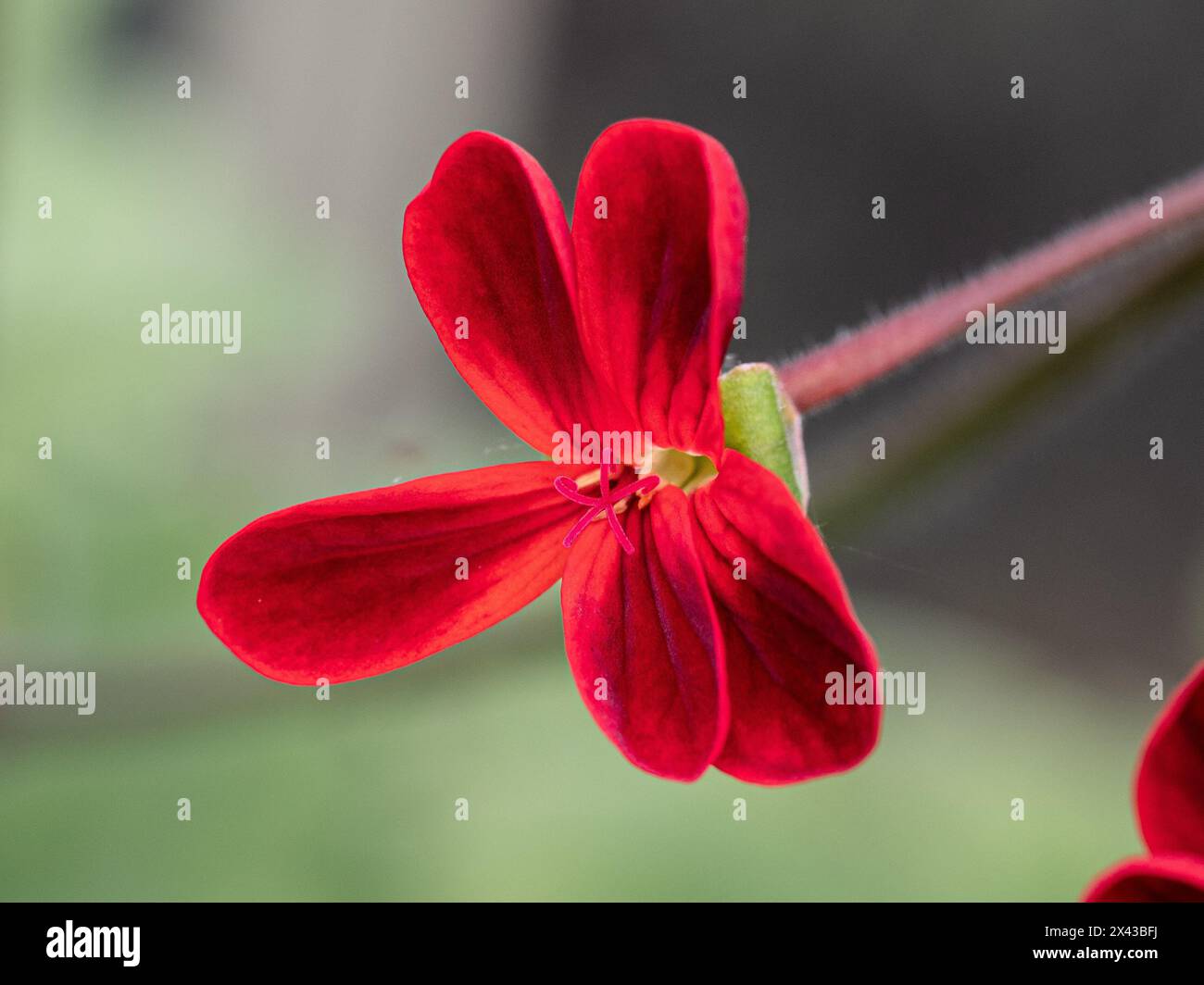 Eine Nahaufnahme der leuchtend roten Blüten von Pelargonium x Ardens Stockfoto