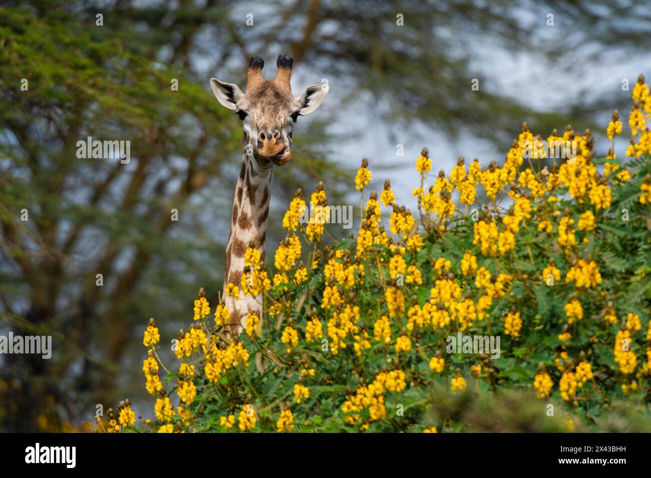 Nahaufnahme einer männlichen Rothschild-Giraffe, Giraffa camelopardalis hinter einem blühenden Baum. Kenia, Afrika. Stockfoto
