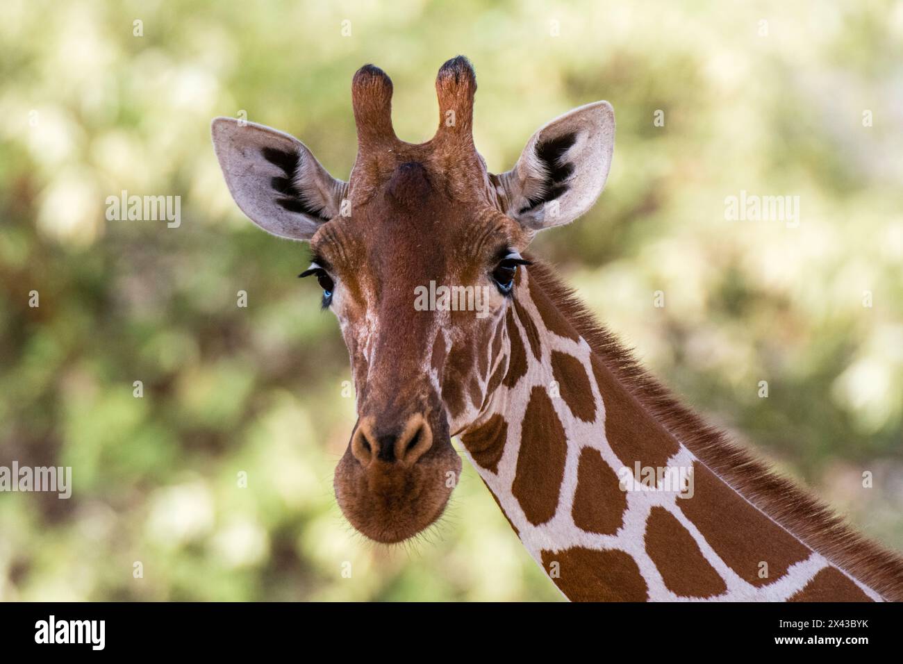 Ein Porträt einer Netzgiraffe, Giraffa camelopardalis reticulata, beim Blick auf die Kamera, Kalama Conservancy, Samburu, Kenia. Kenia. Stockfoto