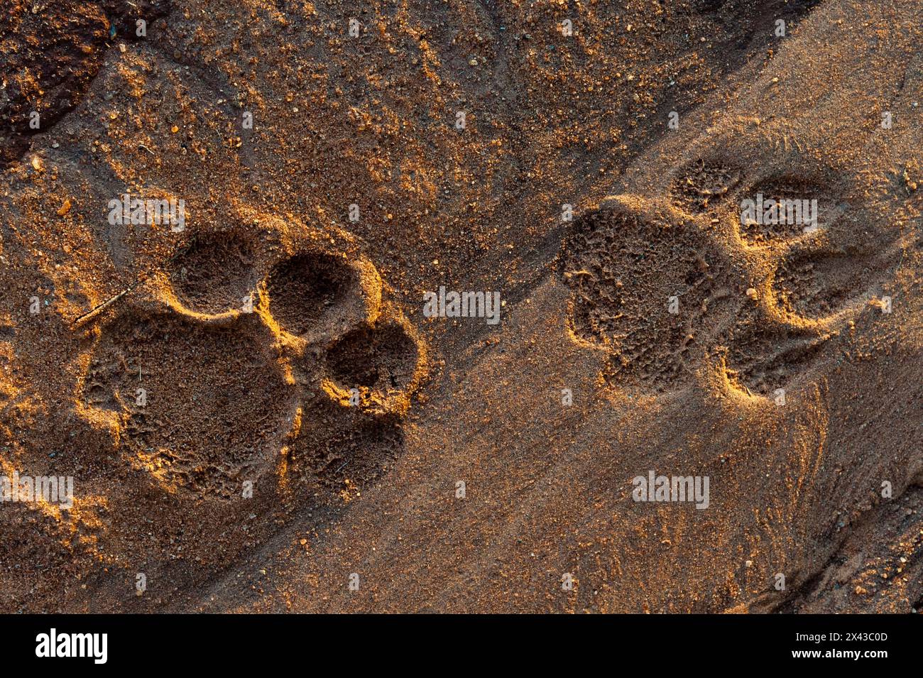 Löwenspuren im Sand. Voi, Tsavo-Nationalpark, Kenia. Stockfoto