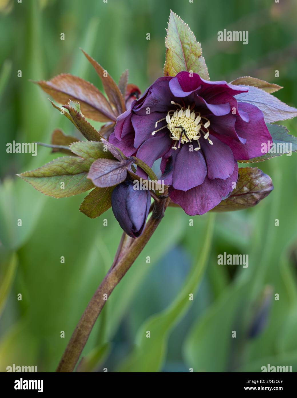 Hellebores Double Ellen Lila Hintergrund. Hellebores Double Ellen Purple blühen im Spätwinter und frühen Frühling. Die Weihnachtsrose ist eine der frühesten Stockfoto