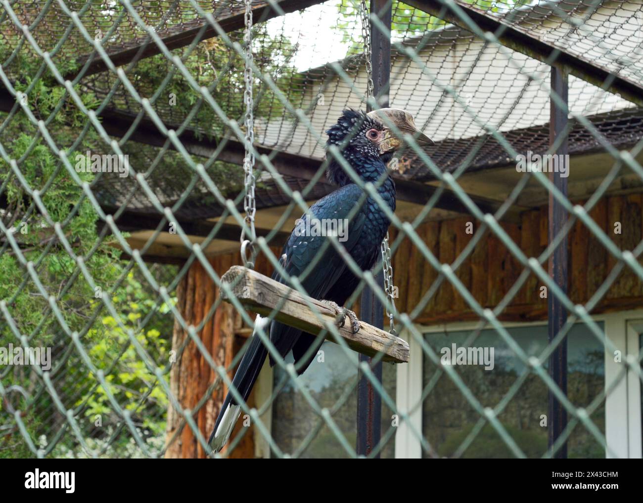 Silberfarbener Nashornvogel Bycanistes brevis in seinem Käfig in Gefangenschaft im Zoo von Sofia, Sofia Bulgarien, Osteuropa, Balkan, EU Stockfoto
