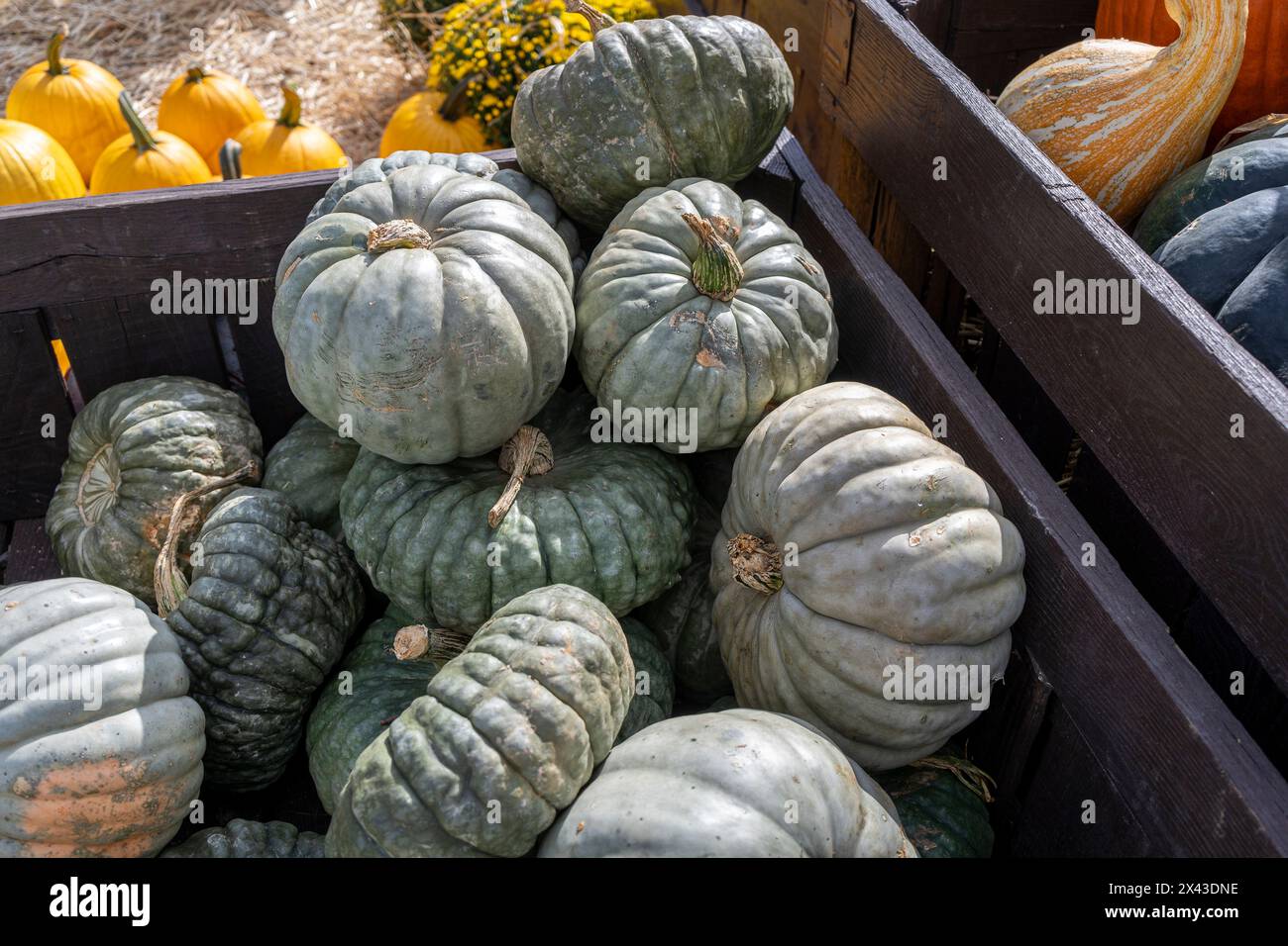 Ein Stapel grüner Kürbisse bei einem Herbst Harvest Festival verströmt einen unverwechselbaren Charme und verleiht der traditionellen Herbstpalette eine erfrischende Note. Stockfoto