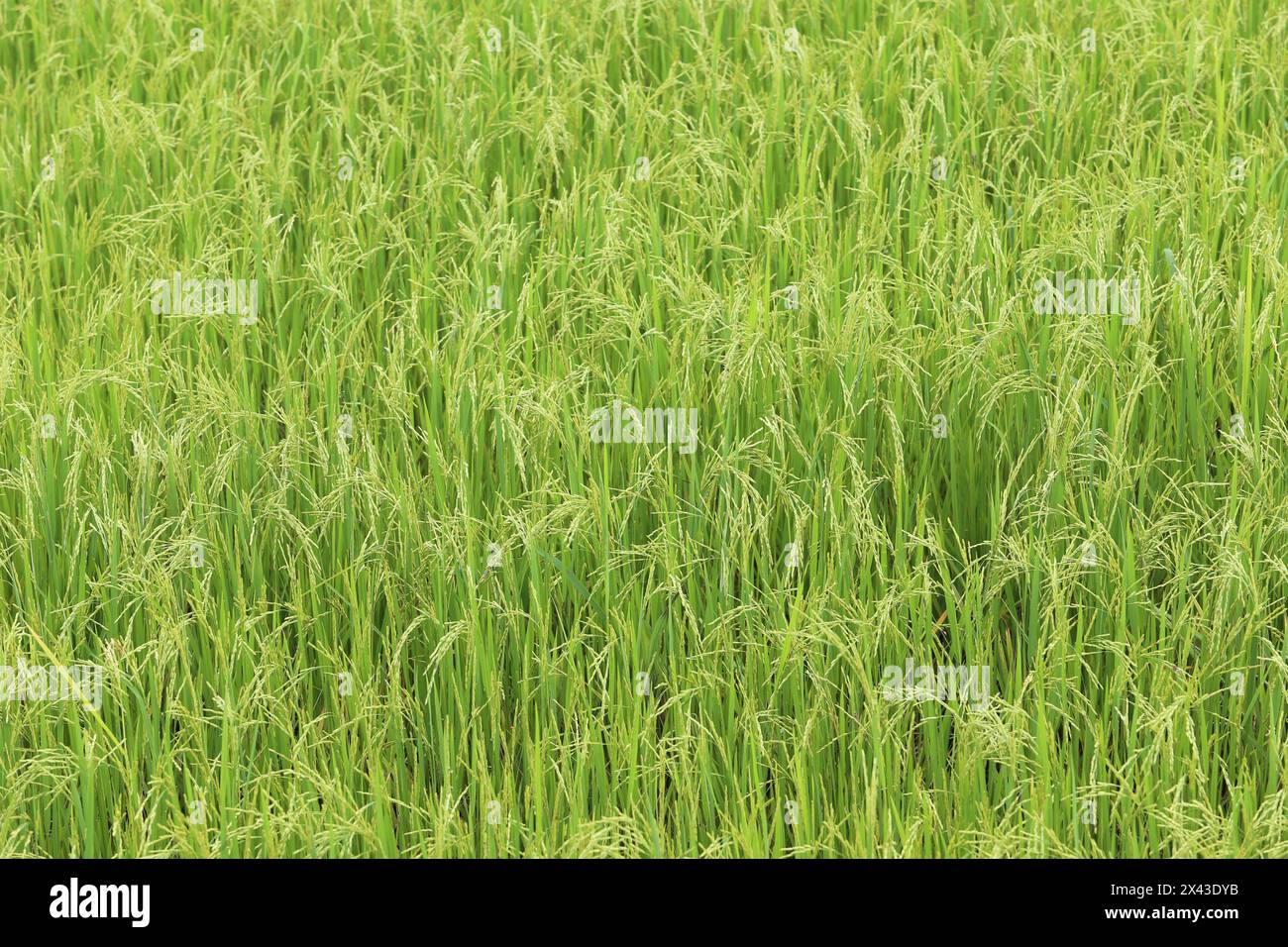 Landschaft Natur des Reisfeldes auf Reisfeld grüne Farbe üppiger Anbau ist eine Landwirtschaft in Thailand Stockfoto